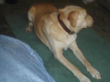 Dog  - nero our rescue dog doesnt really like his picture taken but has always turned over his dish
blessed be