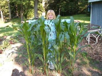 Corn almost 5&#039; tall on July 6th. - Almost swallowing my &#039;scarecrow&#039; up. 