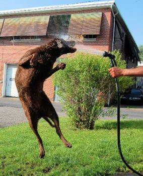 playin in water - jumpin for water