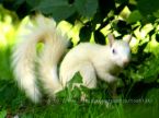 albino squirrel  - thank you so much that i got to know there is such a species of white squirrels.
