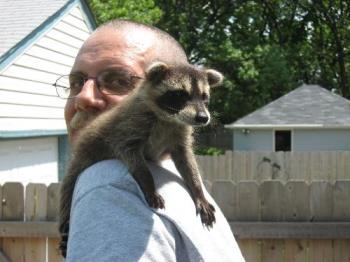 Grandpa Bob & Missy - My daughters baby raccon when she visited us and brouight her with them. Such a cutie.