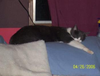 My cat - My lovely cat Izzy My cat - My lovely cat Izzy