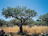 Olive tree - Olives tree under the sun