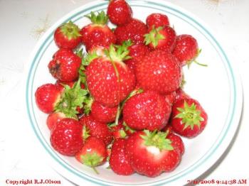 Fresh Picked - A bowl every 4 days it seems this year.