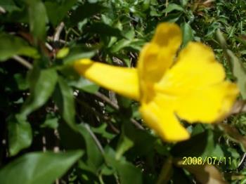 yellow flower - Not sure what this is but it grows wild all across our wood fence.
