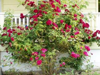  rose bush  - This is a shot of the old rose bush in front of my house.