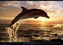 dolphin - I like dolphins. They are sweet, innocent and loving. I would love to play with them.
