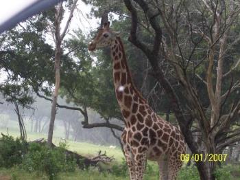 Giraffe - A picture taken out the window at Fossil Rim in Texas.