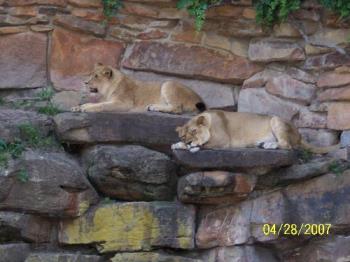 Ft.Worth zoo - Just sunning and taking life easy.