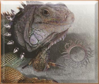 pet iguana picture - This is a really cool picture of a pet iguana.