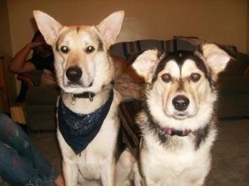 The Dogs - This is Max and Zoey, my 2 GSD / Husky rescues.