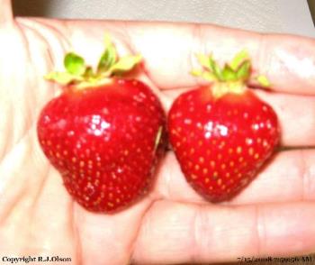 Nice Sized - Two from a batch of large berries picked fresh 7-15-2008 in Minnesota. Nice Sized - Two from a batch of large berries picked fresh 7-15-2008 in Minnesota.