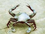 Thanks for crabs - Thank you for giving me crabs!!! Thanks for crabs - Thank you for giving me crabs!!!