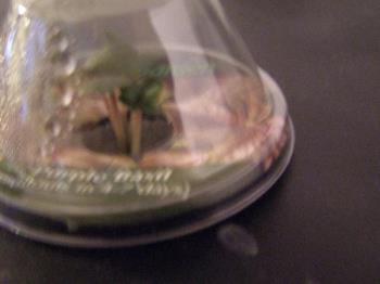 purple basil - this is my baby basil in my aerogarden.