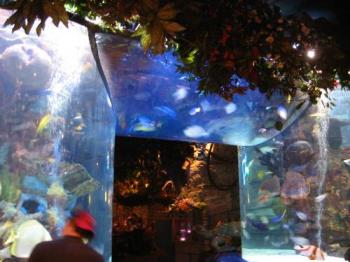 Rainforest Cafe entry - This is one of a few aquariiums in acryllic tubes etc at the Mall of America
