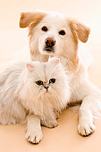 cat and dog - photo of cat and dog liking each other