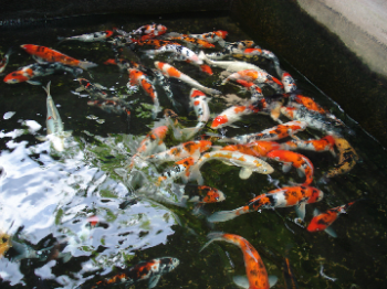 Our Kois (taken while refreshing pond water) - Those are our kois, probably had them four or five years before they grew to that size