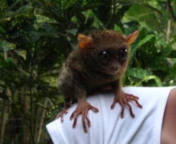 Tarsier in Bohol - A tarsier on my shoulder. Cute harmless creature. Hehe. 