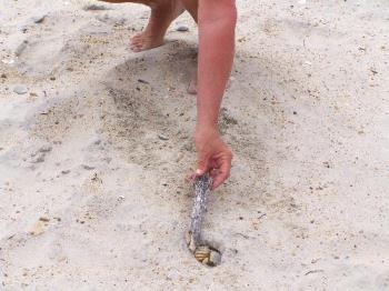 Big sand crab - You can see my friends hand with the crab in it&#039;s hole. Although it&#039;s in there tight, it gives you a bit of perspective on it&#039;s size.