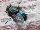 Nasty flies - Picture of blow-fly
