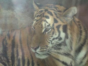 Tiger - photo of tiger taken at Potter Park Zoo in Lansing Michigan.
