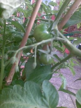 My green tomatoes - I just can&#039;t get my tomatoes to go red!!