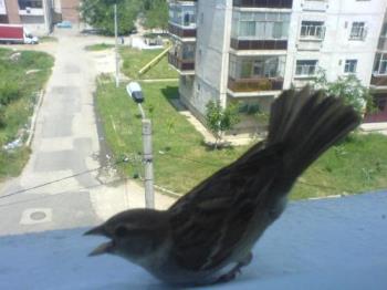 A bird - It's really cute A bird - It's really cute