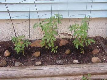 Tomato Plants - This is what my tomato plants looked like on June 13th. They&#039;re now close to 6ft tall.

