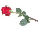 All my love to all my friends - A rose is the traditional flower for love.