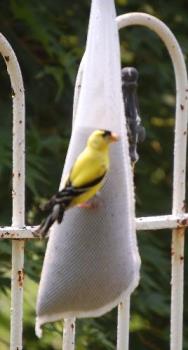 gold finch - on the feeder in our yard