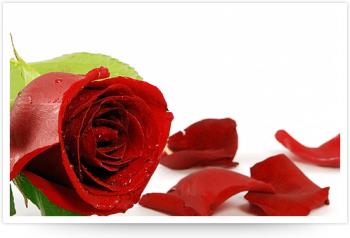 roses! - her ajth -wah q haw roses! - her ajth -wah q haw