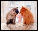 Kitties eating ice cream - Cats love ice cream