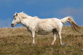pregnant mare - photo of a pregnant mare