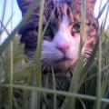A cat - A cat that is chilling out. 