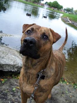 my dog saber - saber my dog saber - saber