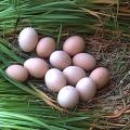 eggs - country eggs