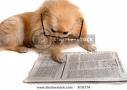 catching up on the news - picture of a pomeranian with reading glasses laying down with head into a newspaper below him