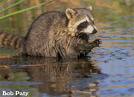 raccoon - Can not imagine eating