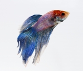 beta fish - photo of beta fish