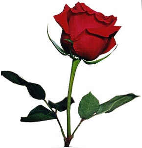 red rose - Symbol of love.