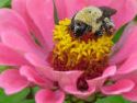 Honey Bee&#039;s - Little Bug who make a sweet treat