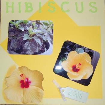 simple layout - pics of my hibiscus my s/o bought me.
