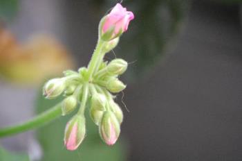 geranium - just beginning to bloom
