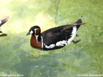 Whistling Duck - Taken at a local zoo in Minnesota