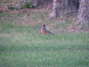 Robin in our backyard - Friendly red-breasted robin dropped by for a visit and posed to have a picture taken...and that I did!