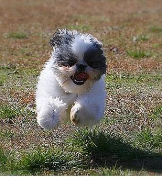 Be Happy - Seeing this Little Dog jumping can make you smile