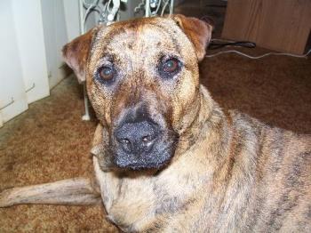 my doggy - saber