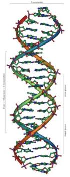 DNA structure - This is the model of the DNA structure! 