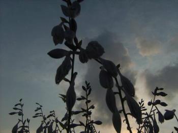 Flowers - Artistic view of some flowers in nature. The sun was setting at the perfect time.