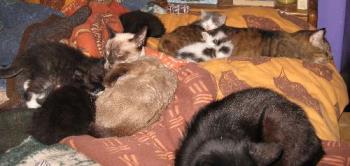 sleeping (and not) cats in bed - just to show ya